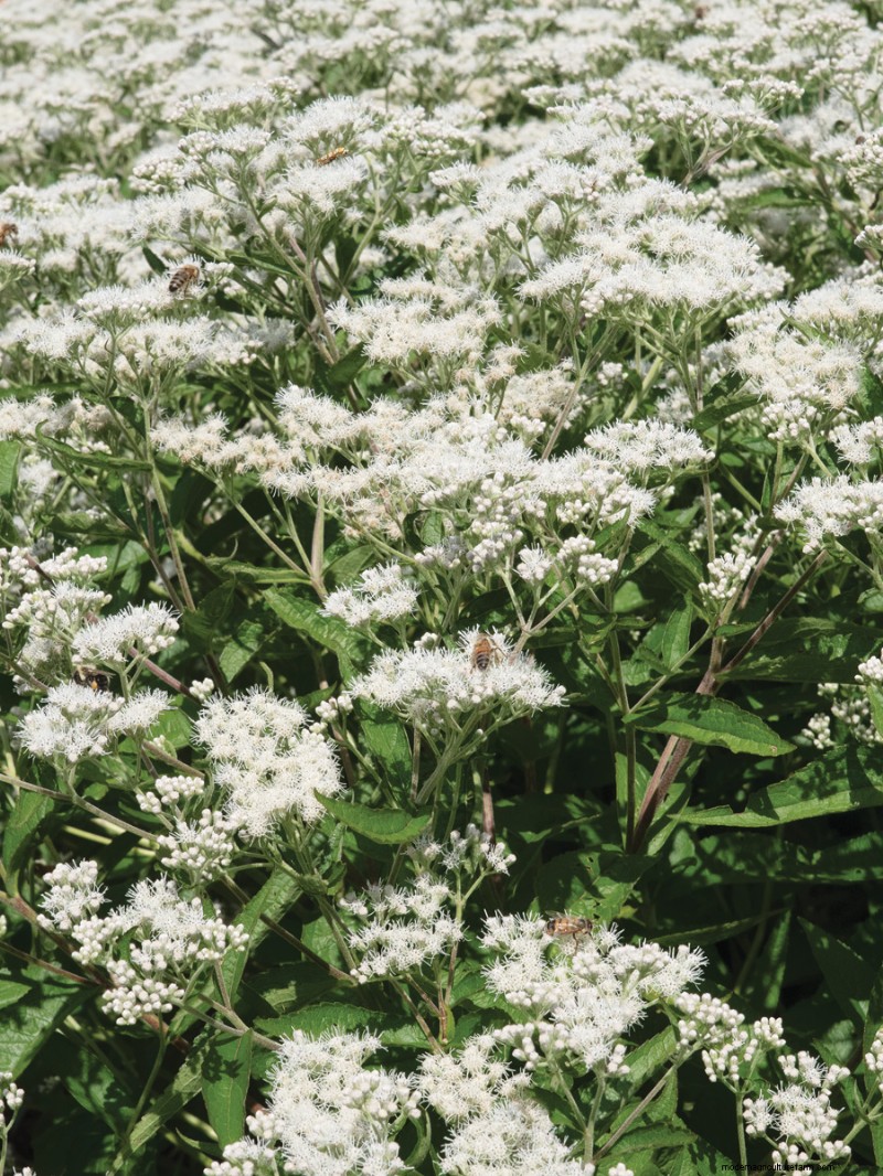 Easy-Care Plants for [Your Region]: Thriving Gardens with Minimal Effort