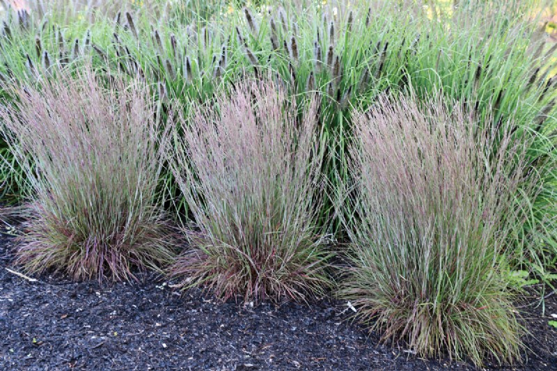 Easy-Care Plants for [Your Region]: Thriving Gardens with Minimal Effort