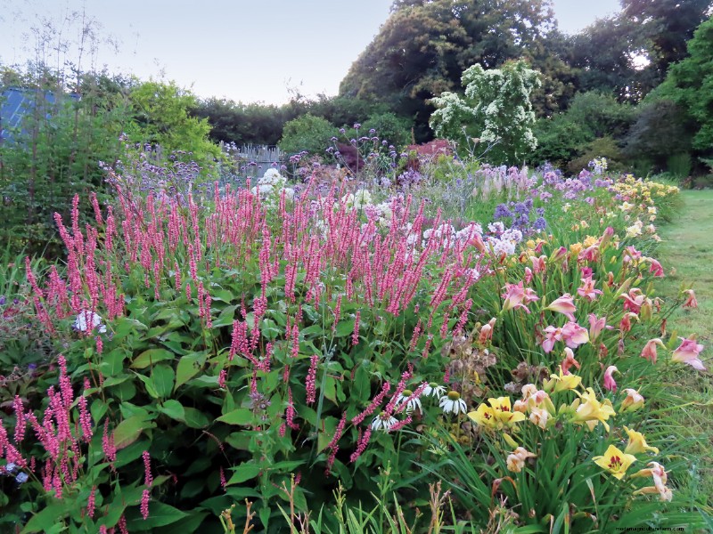 Easy-Care Plants for [Your Region]: Thriving Gardens with Minimal Effort