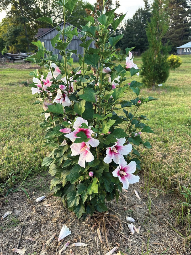 Easy-Care Plants for [Your Region]: Thriving Gardens with Minimal Effort