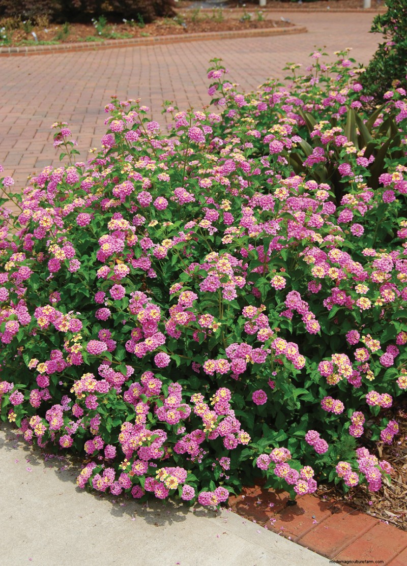 Easy-Care Plants for [Your Region]: Thriving Gardens with Minimal Effort