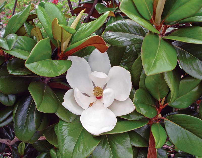 Easy-Care Plants for [Your Region]: Thriving Gardens with Minimal Effort