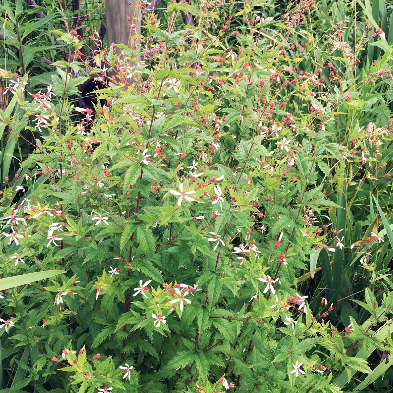 Easy-Care Plants for [Your Region]: Thriving Gardens with Minimal Effort