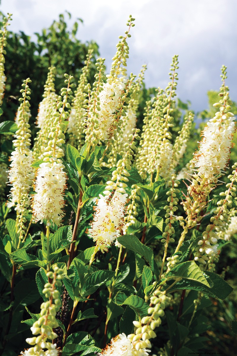 Easy-Care Plants for [Your Region]: Thriving Gardens with Minimal Effort