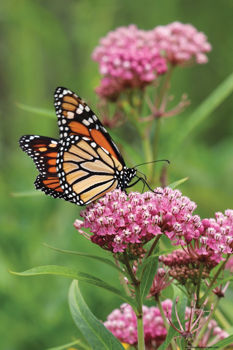 Easy-Care Plants for [Your Region]: Thriving Gardens with Minimal Effort