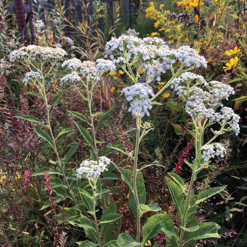 Easy-Care Plants for [Your Region]: Thriving Gardens with Minimal Effort