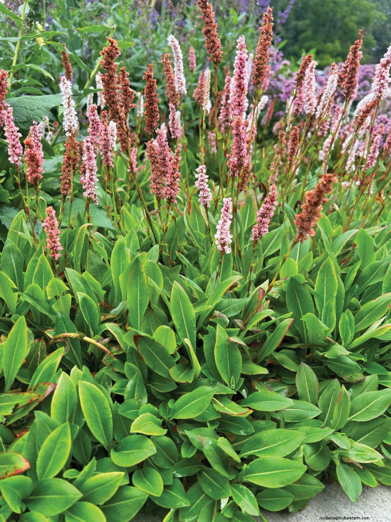 Easy-Care Plants for [Your Region]: Thriving Gardens with Minimal Effort