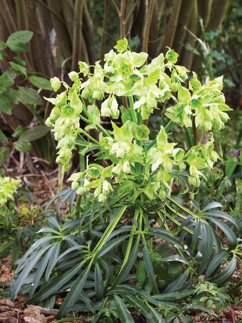 Easy-Care Plants for [Your Region]: Thriving Gardens with Minimal Effort