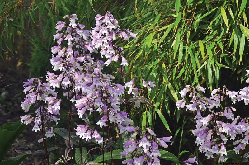 Easy-Care Plants for [Your Region]: Thriving Gardens with Minimal Effort