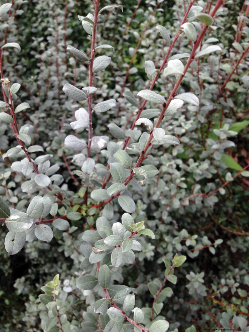 Easy-Care Plants for [Your Region]: Thriving Gardens with Minimal Effort
