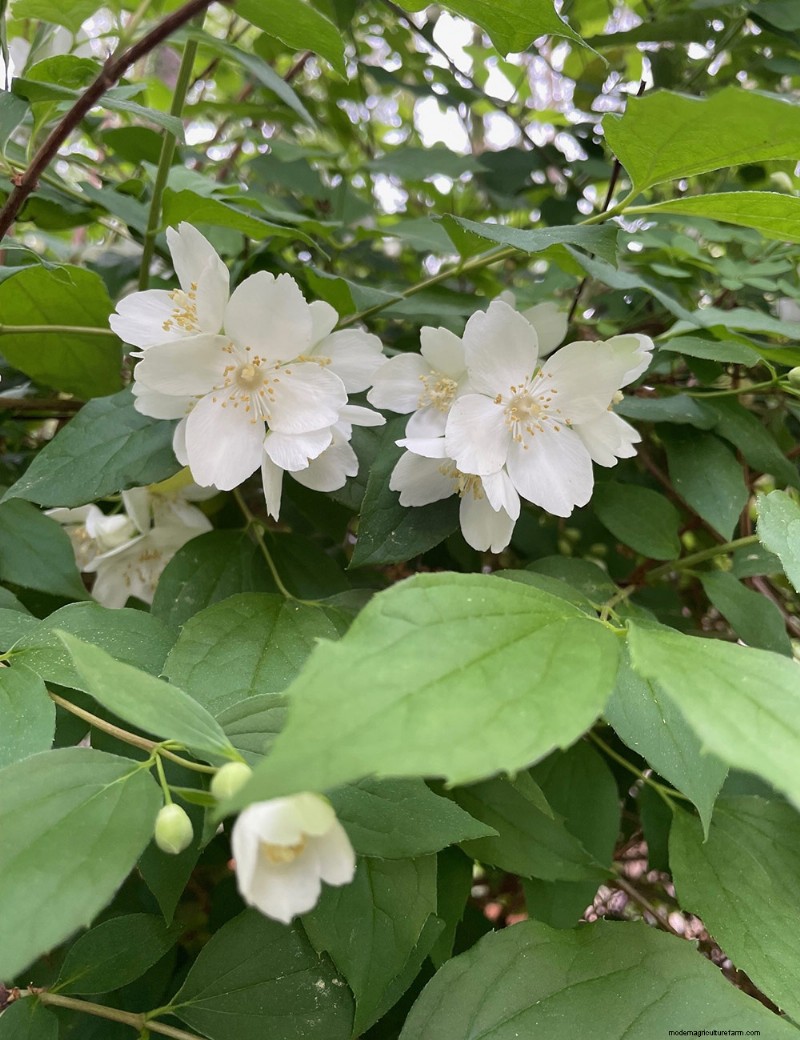 Susan s North Carolina Spring Garden: Vibrant Blooms & Early Season Beauty