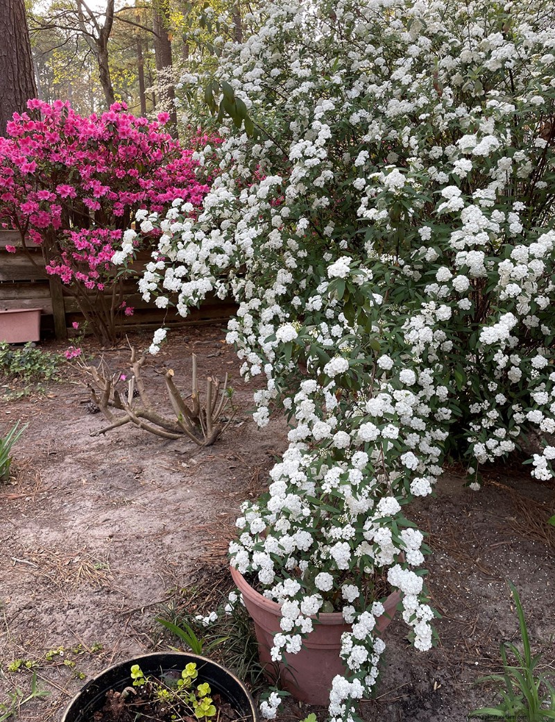 Susan s North Carolina Spring Garden: Vibrant Blooms & Early Season Beauty