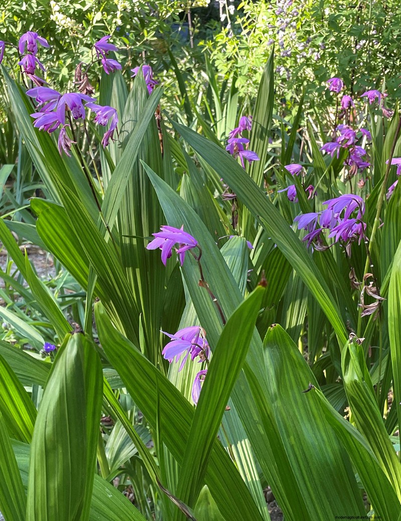 Susan s North Carolina Spring Garden: Vibrant Blooms & Early Season Beauty