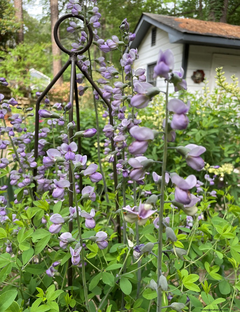 Susan s North Carolina Spring Garden: Vibrant Blooms & Early Season Beauty