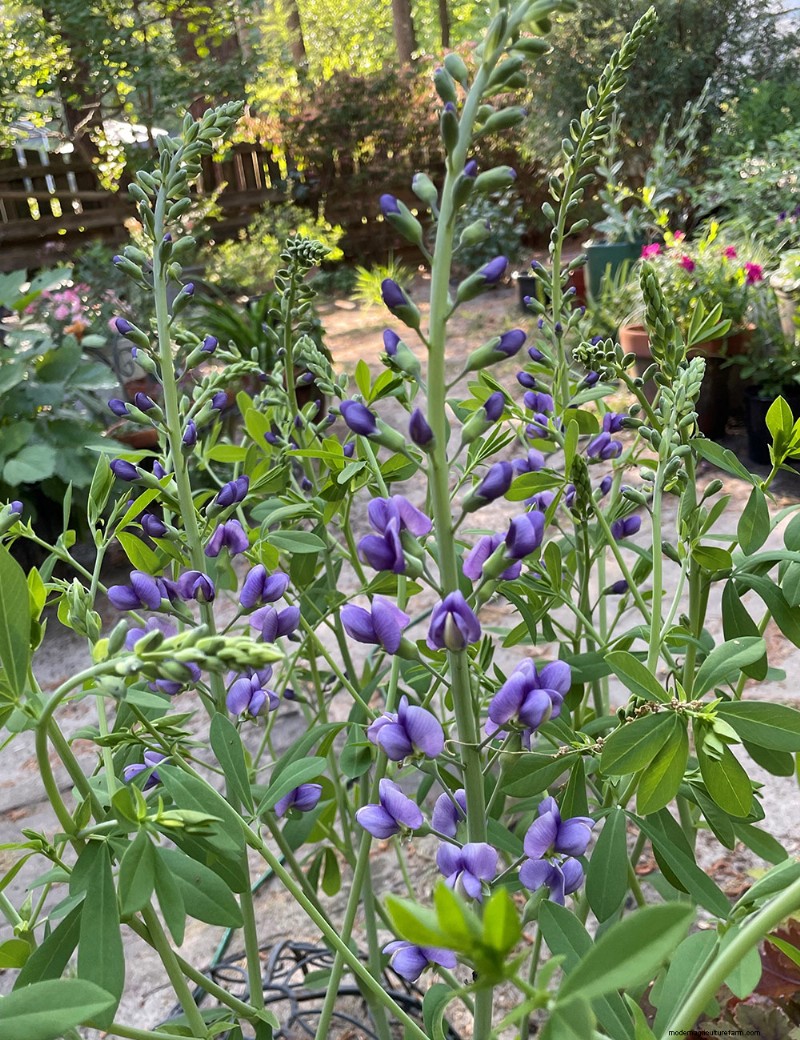 Susan s North Carolina Spring Garden: Vibrant Blooms & Early Season Beauty