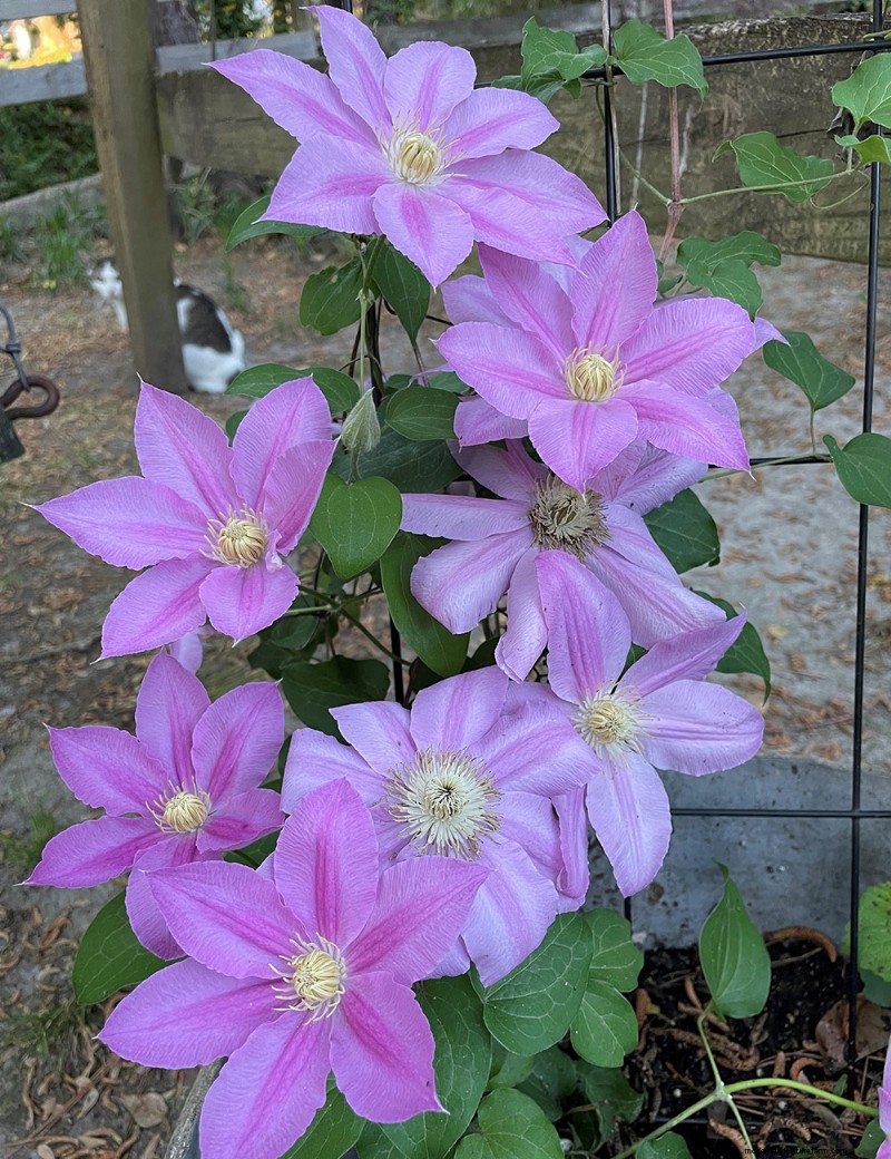 Susan s North Carolina Spring Garden: Vibrant Blooms & Early Season Beauty