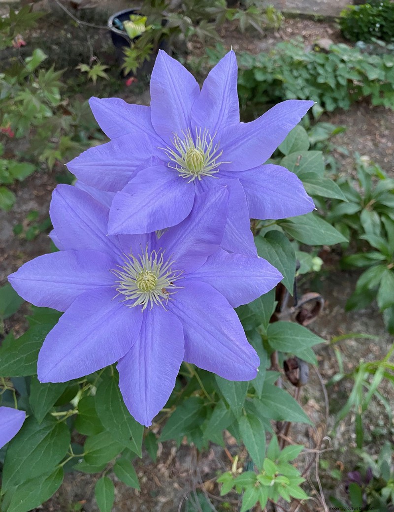 Susan s North Carolina Spring Garden: Vibrant Blooms & Early Season Beauty