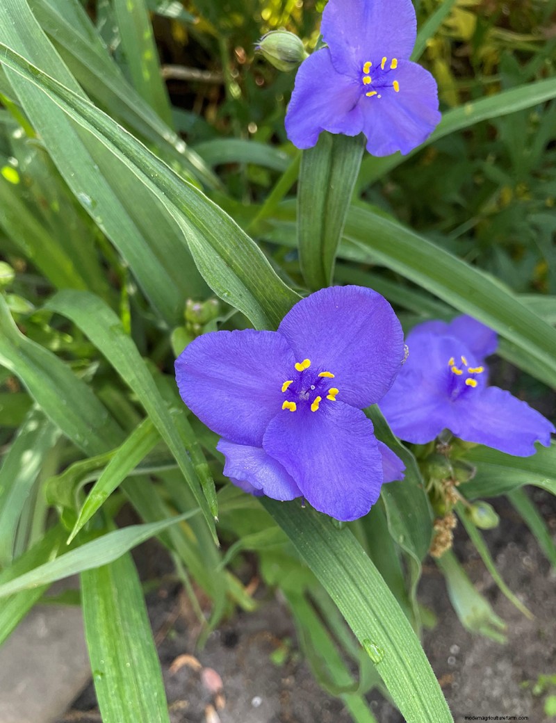 Susan s North Carolina Spring Garden: Vibrant Blooms & Early Season Beauty