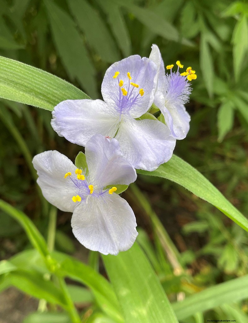 Susan s North Carolina Spring Garden: Vibrant Blooms & Early Season Beauty