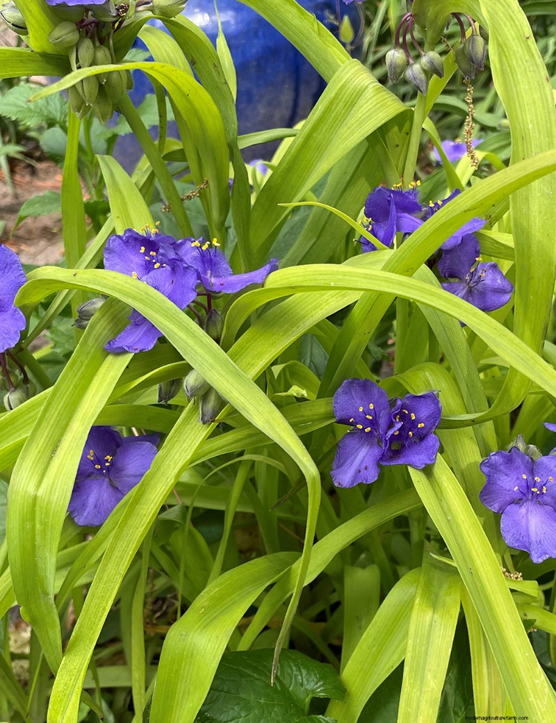 Susan s North Carolina Spring Garden: Vibrant Blooms & Early Season Beauty