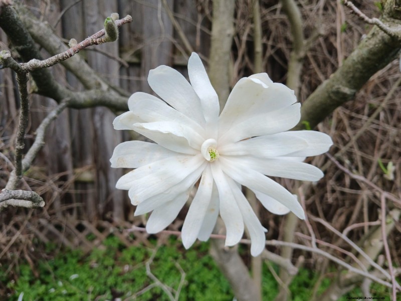 Spring Blooms in New York: Lee s Colorful Garden Update