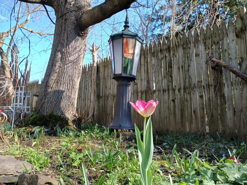 Spring Blooms in New York: Lee s Colorful Garden Update