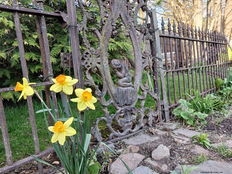 Spring Blooms in New York: Lee s Colorful Garden Update