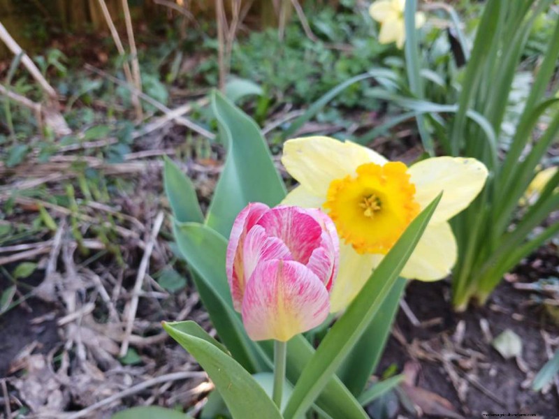 Spring Blooms in New York: Lee s Colorful Garden Update