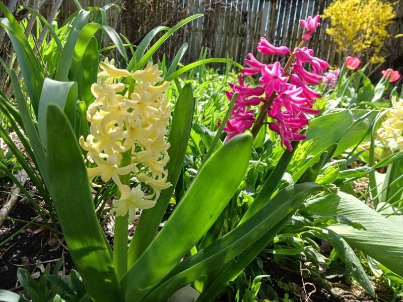 Spring Blooms in New York: Lee s Colorful Garden Update