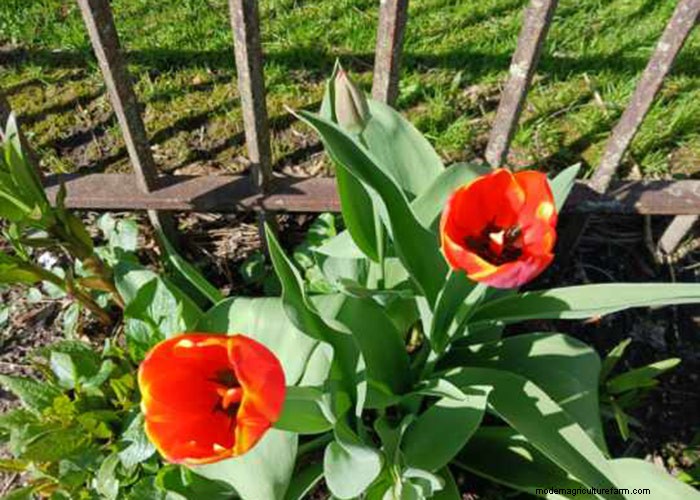 Spring Blooms in New York: Lee s Colorful Garden Update