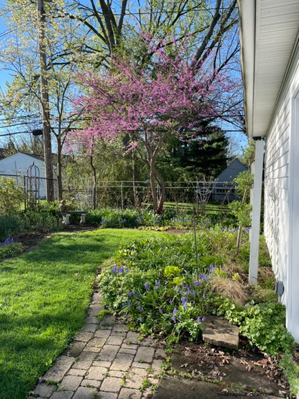 Spring Bloom in Ohio: Kit Jensen s Garden Celebrates New Growth