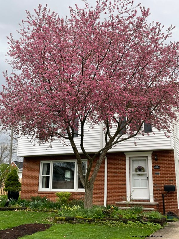 Spring Bloom in Ohio: Kit Jensen s Garden Celebrates New Growth