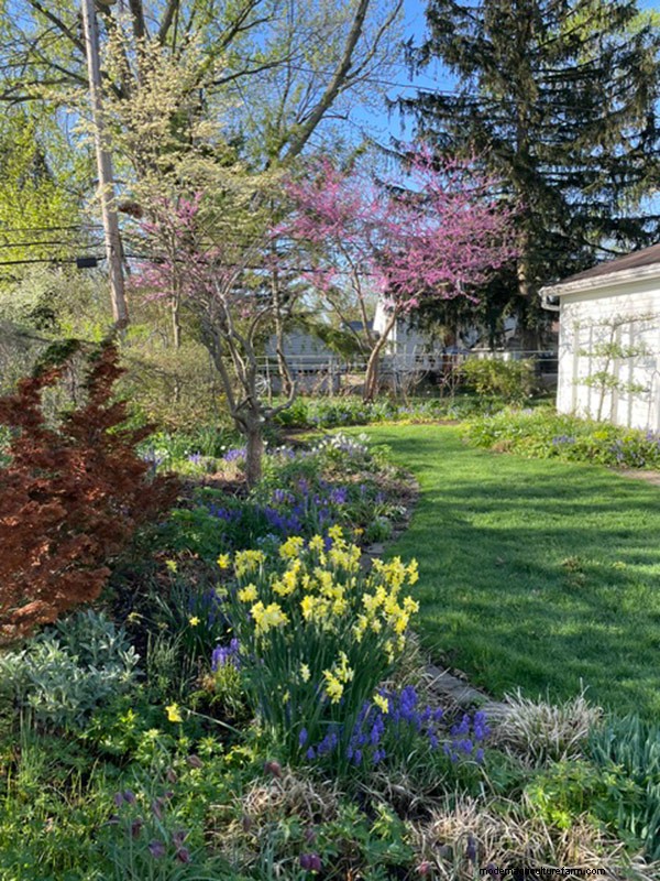 Spring Bloom in Ohio: Kit Jensen s Garden Celebrates New Growth
