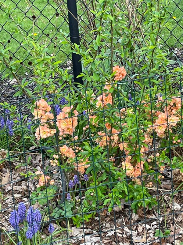 Spring Bloom in Ohio: Kit Jensen s Garden Celebrates New Growth