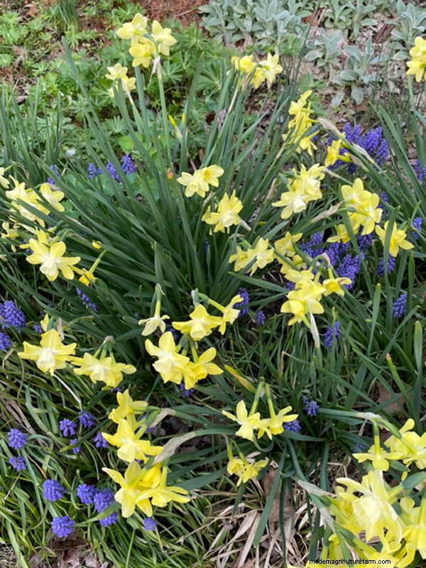 Spring Bloom in Ohio: Kit Jensen s Garden Celebrates New Growth