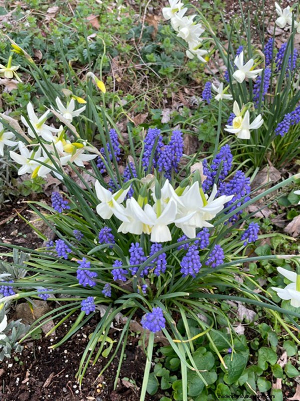 Spring Bloom in Ohio: Kit Jensen s Garden Celebrates New Growth