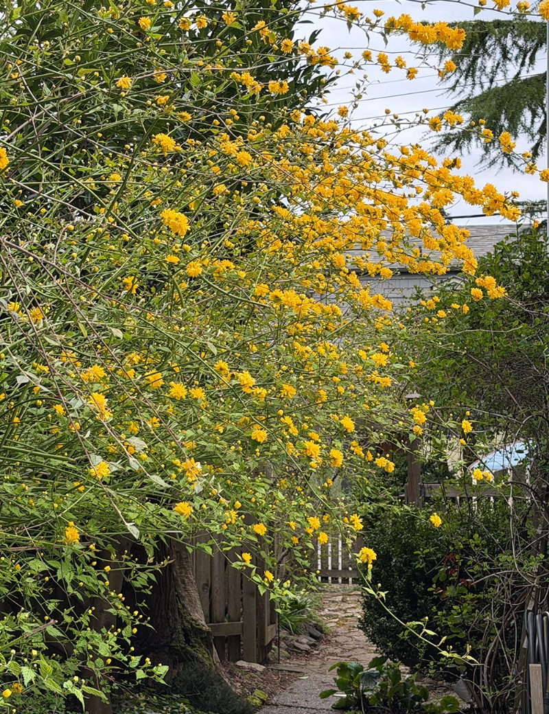 Transforming Gardens Together: A Mother-Daughter Gardening Project in British Columbia