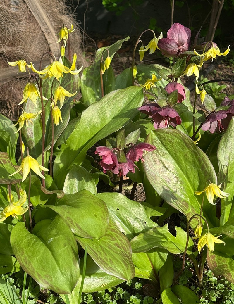 Transforming Gardens Together: A Mother-Daughter Gardening Project in British Columbia