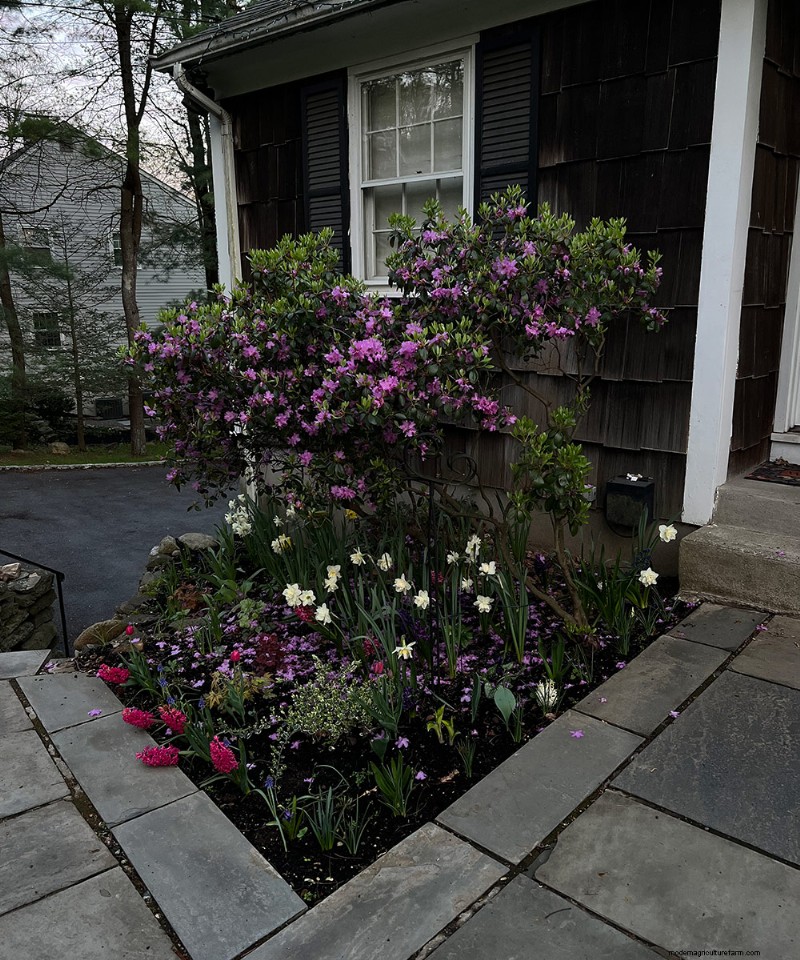 Deer-Resistant Plants for Spring Gardens: Katherine s Westchester Success