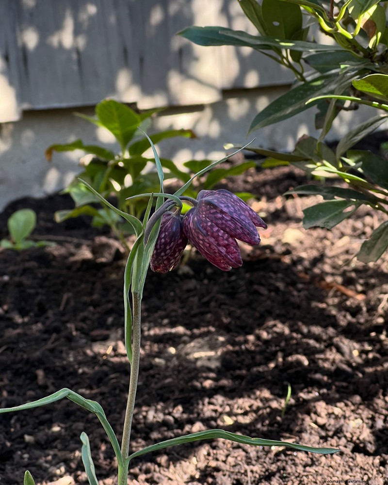 Deer-Resistant Plants for Spring Gardens: Katherine s Westchester Success