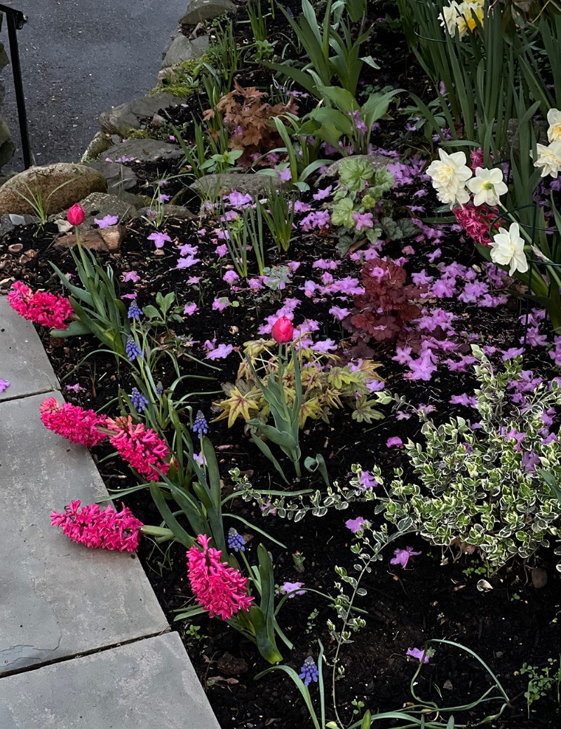Deer-Resistant Plants for Spring Gardens: Katherine s Westchester Success
