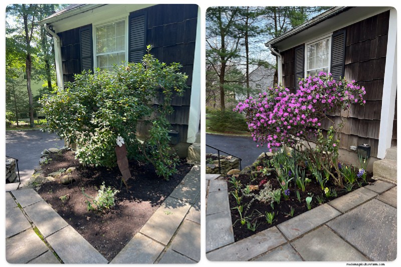 Deer-Resistant Plants for Spring Gardens: Katherine s Westchester Success