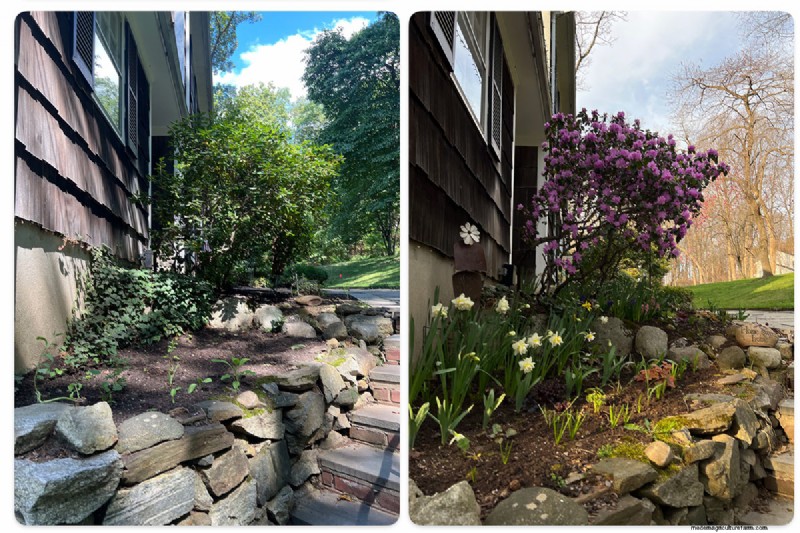 Deer-Resistant Plants for Spring Gardens: Katherine s Westchester Success
