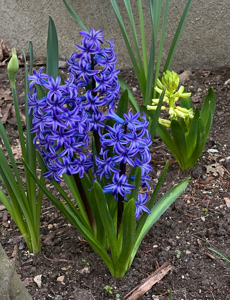 Deer-Resistant Plants for Spring Gardens: Katherine s Westchester Success