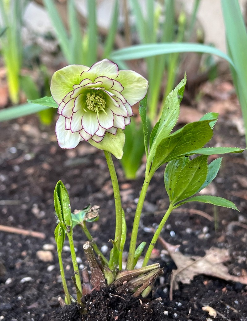 Deer-Resistant Plants for Spring Gardens: Katherine s Westchester Success