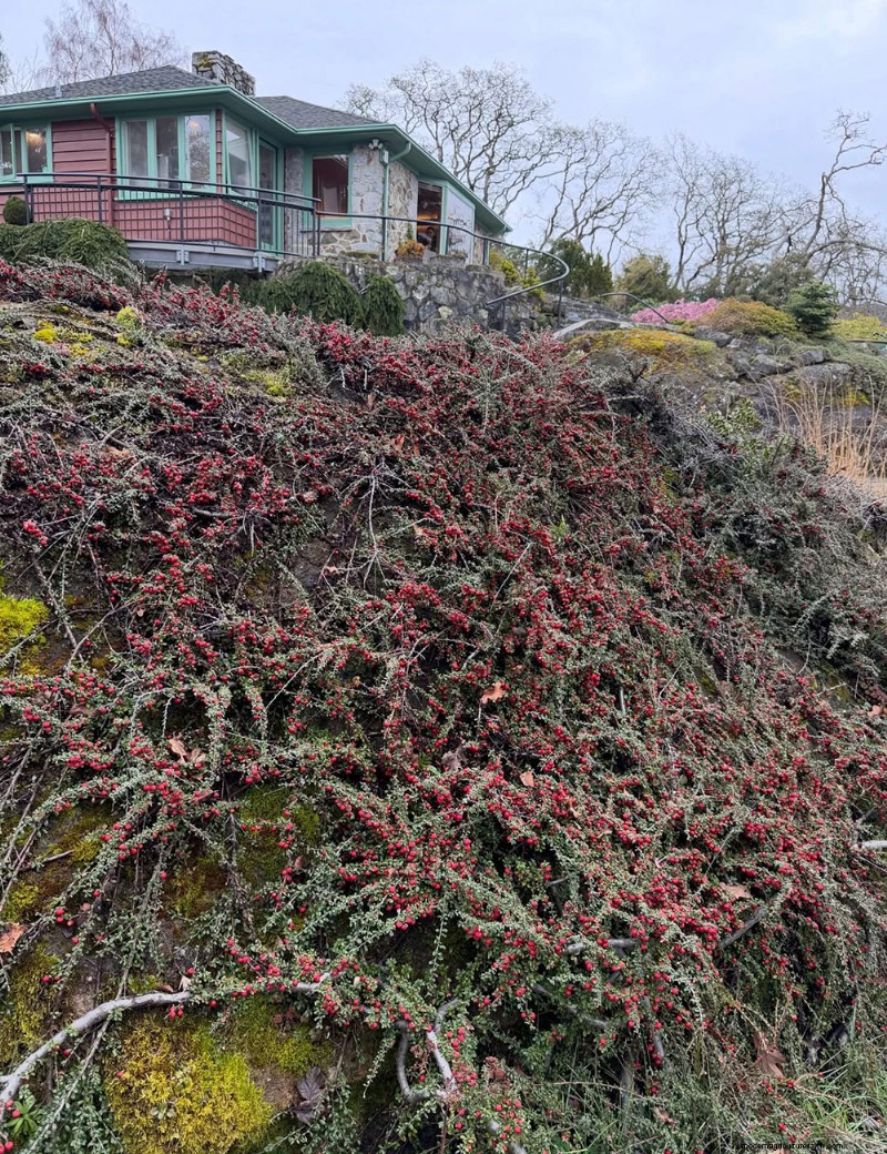 Abkhazi Garden: A Hidden Victorian Gem in Victoria, BC