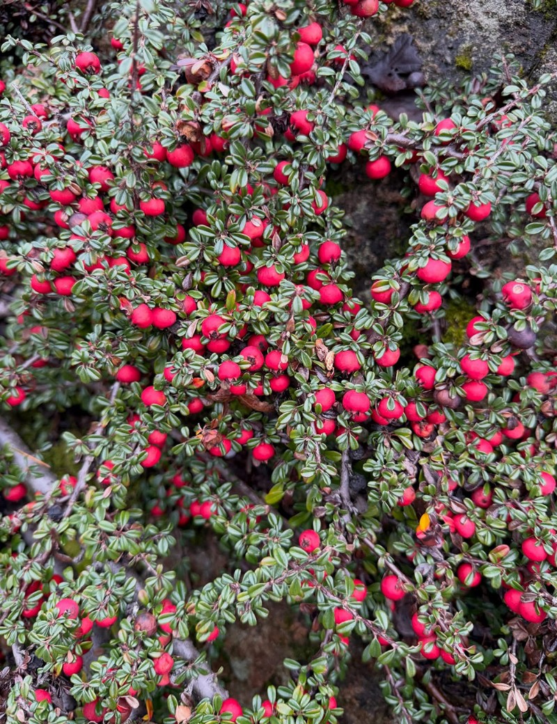 Abkhazi Garden: A Hidden Victorian Gem in Victoria, BC
