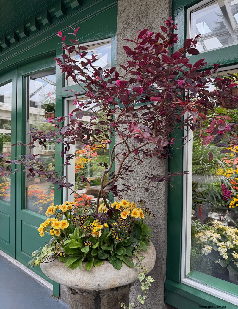 Butchart Gardens Spring Prelude: A Stunning Preview of Spring Blooms