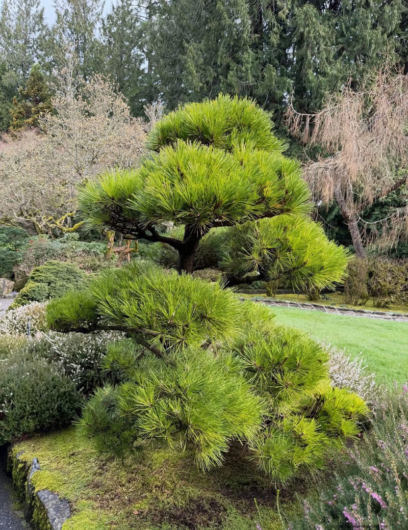 Exploring the Tranquil Japanese Garden at Butchart Gardens