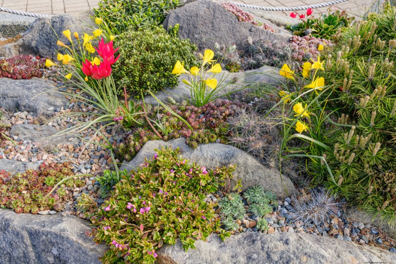 Coastal Crevice Garden Oasis: Cacti, Succulents & More in Comox, BC